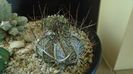 Astrophytum capricorne