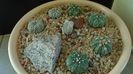 Grup de 7 Astrophytum