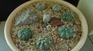 Grup de 7 Astrophytum