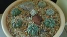 Grup de 7 Astrophytum