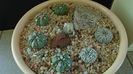 Grup de 7 Astrophytum
