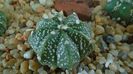 Astrophytum asterias hb.
