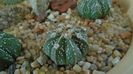 Astrophytum asterias hb.