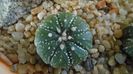 Astrophytum asterias hb.