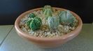 Grup de 7 Astrophytum
