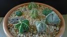 Grup de 7 Astrophytum