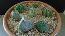 Grup de 7 Astrophytum