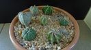 Grup de 7 Astrophytum