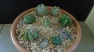 Grup de 7 Astrophytum