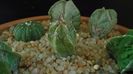 Astrophytum myriostigma hb. (clorofil-deficitar)