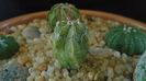 Astrophytum myriostigma hb. (clorofil-deficitar)