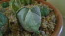 Astrophytum myriostigma v. tricostatum