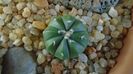 Astrophytum asterias cv. Ooibo Kabuto