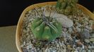Matucana madisoniorum