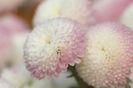crizantema-parc-alba-cu-roz
