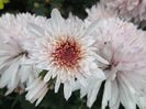 crizantema-alba-cu-rosu-in-buchet