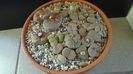 Lithops inceput de vegetatie