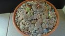 Lithops inceput de vegetatie