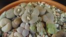 Lithops inceput de vegetatie