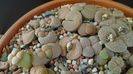 Lithops inceput de vegetatie