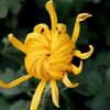 6db-Chrysanthemum_flower0-702x605