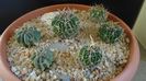 Grup de 6 Echinofossulocactus (Stenocactus)