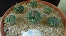 Grup de 6 Echinofossulocactus (Stenocactus)