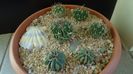 Grup de 6 Echinofossulocactus (Stenocactus)
