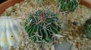 Echinofossulocactus (Stenocactus) phyllacanthus v. violaciflorus