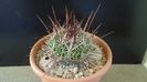 Echinofossulocactus (Stenocactus) multicostatus