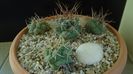 Grup de 4 Thelocactus