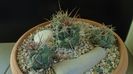 Grup de 4 Thelocactus
