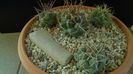 Grup de 4 Thelocactus