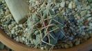 Thelocactus hexaedrophorus