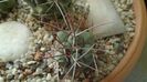 Thelocactus hexaedrophorus