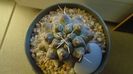 Thelocactus rinconensis ssp. multicephalus