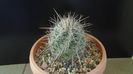 Thelocactus lausseri