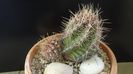 Thelocactus bicolor ssp. pottsii