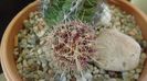 Thelocactus bicolor ssp. pottsii