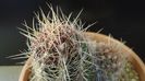 Thelocactus bicolor ssp. pottsii