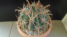 Ferocactus latispinus