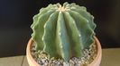Ferocactus glaucescens f. inermis