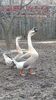 VideoCapture_20200111-181753
