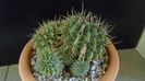 Notocactus buiningii (Parodia buiningii)