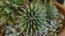 Notocactus buiningii (Parodia buiningii)