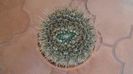 Notocactus bommeljei (Parodia tabularis ssp. bommeljei)