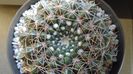 Notocactus uebelmannianus (Parodia werneri)