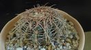 Notocactus concinnus (Parodia concinna)