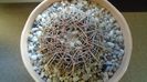 Notocactus concinnus (Parodia concinna)
