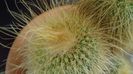 Notocactus leninghausii (Parodia leninghausii)